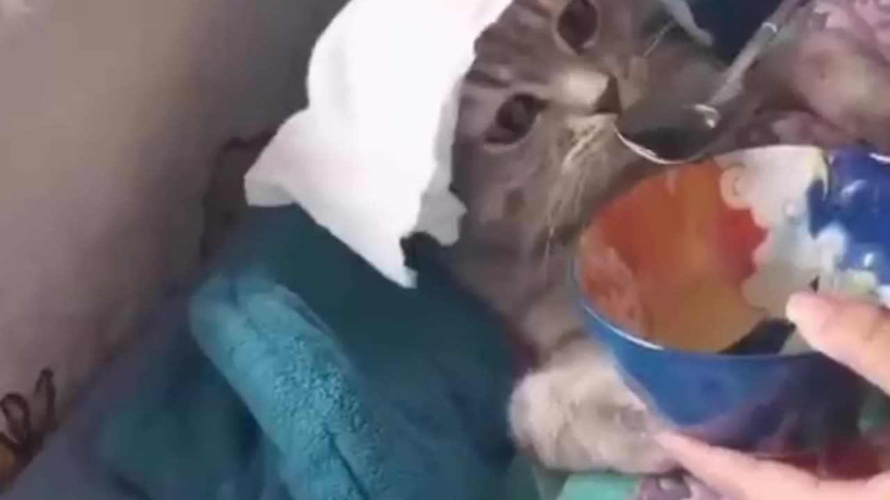 Funny animal video 😂