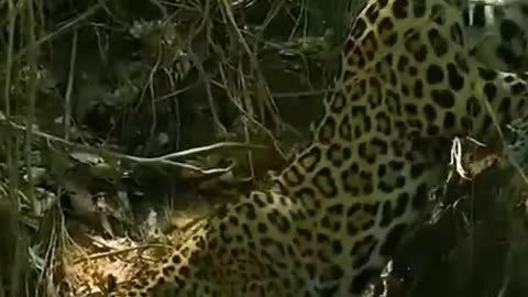 Jaguar catches crocodile