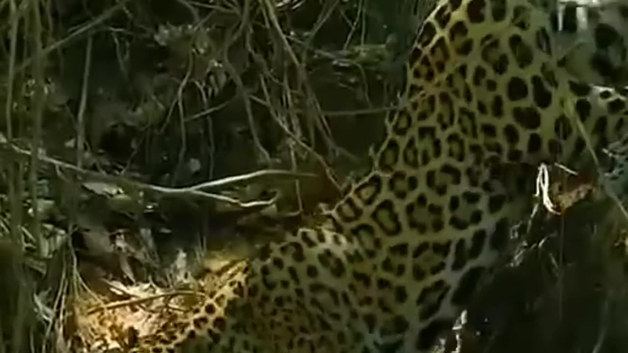 Jaguar catches crocodile