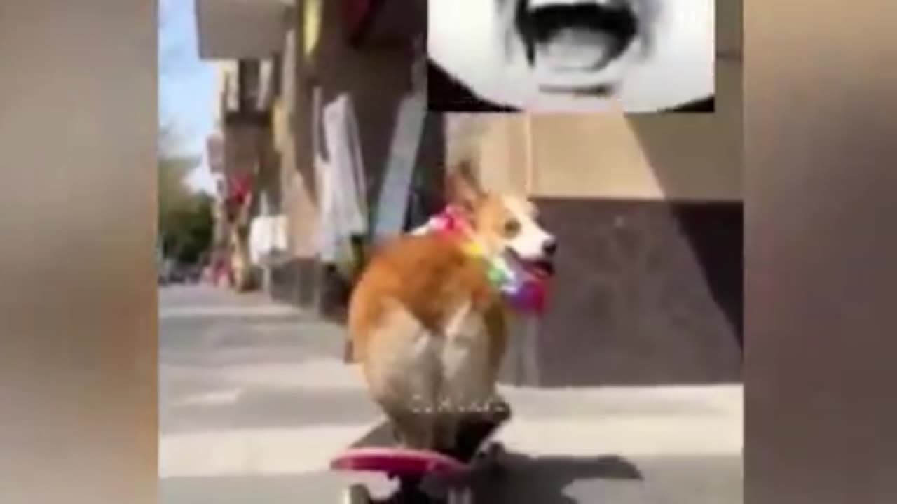 Funny Dogs And Cats Videos 😂 - Best Funny Animal Videos 2023 🤣❤️