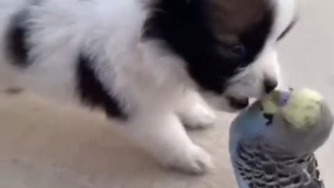 Funny dog play with bird and cute dog