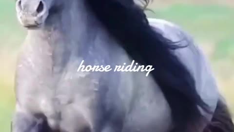 Horse riding speedy