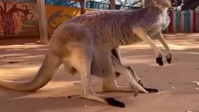 Baby Kangaroo