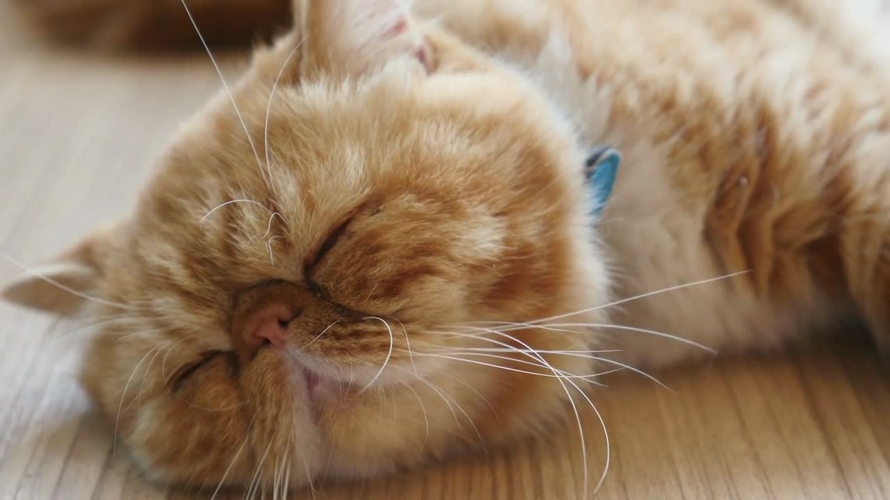 Persian tabby kitten sleeping on the floor