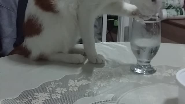 Cat Drinks Water with Paws