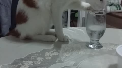 Cat Drinks Water with Paws