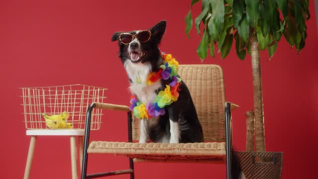 A Border Collie Sitting on Chair Wearing a Colorful Garland