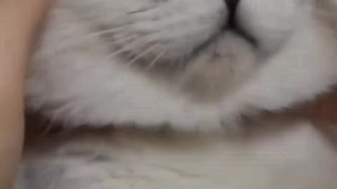 Funny cat video😂😂