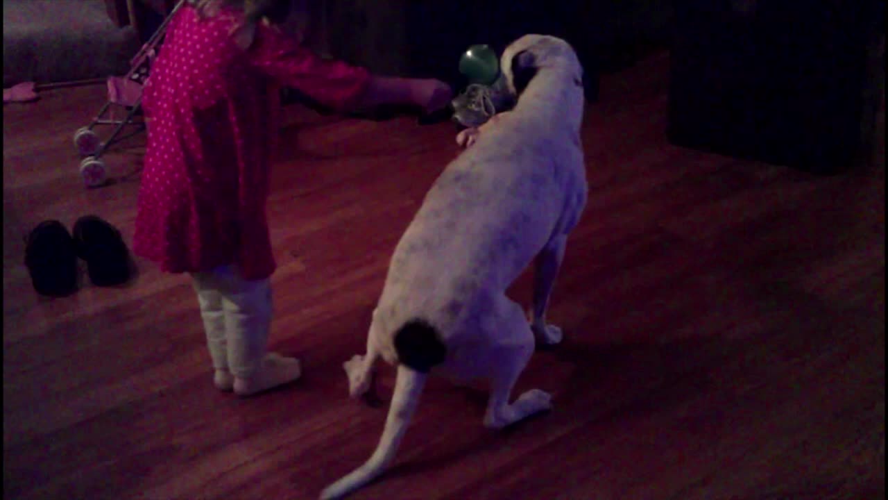 Dog Tap Dances Every Time She Gets Brushed