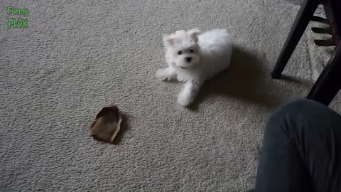 smart dog wanting to save
