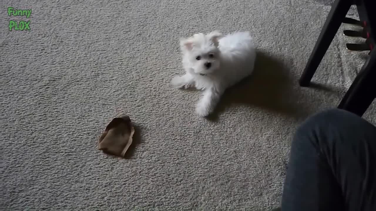 smart dog wanting to save