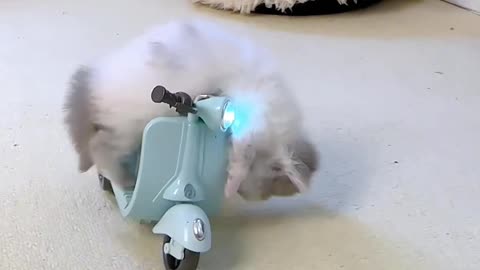 cute cat part 3