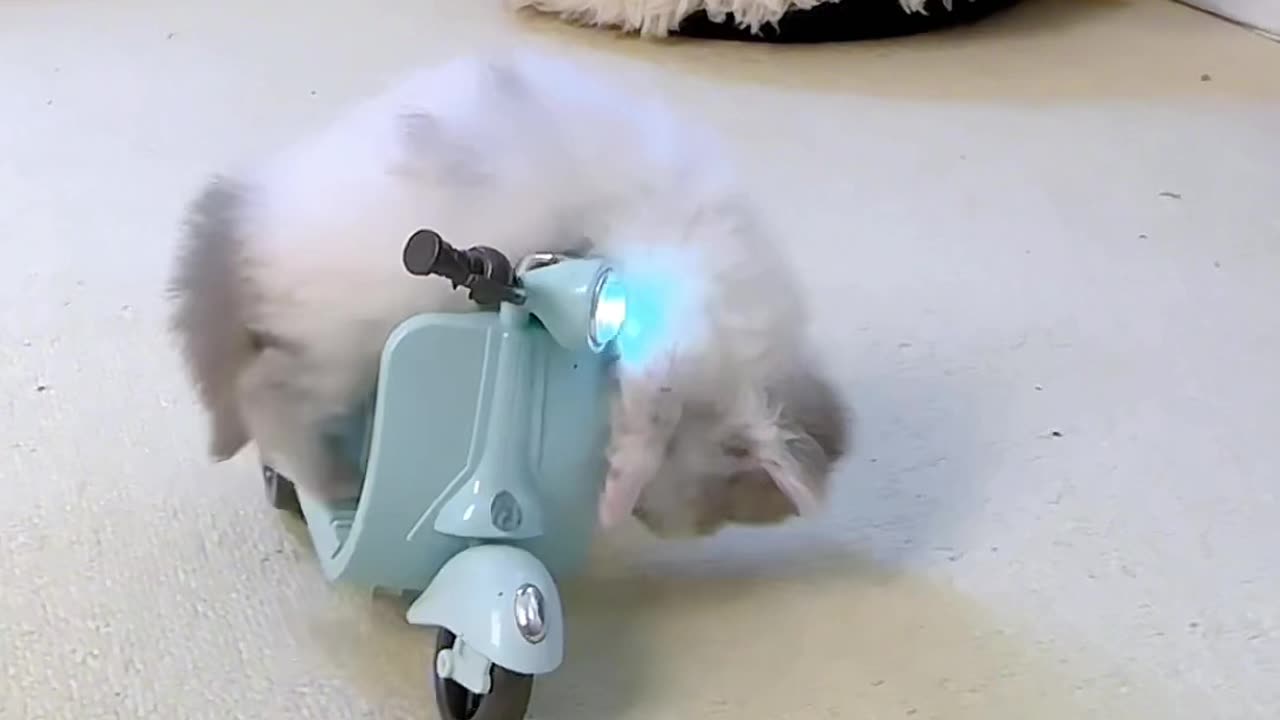 cute cat part 3