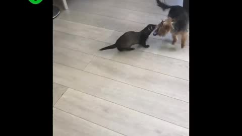 Yokrin and ferret face