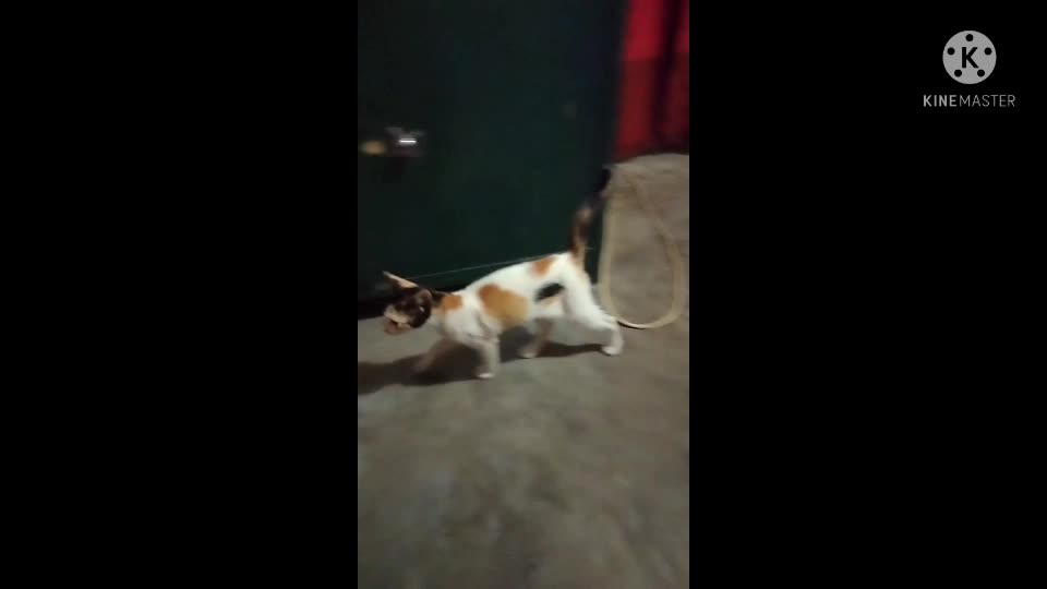 My cute cat playing my home.I love my cat.
