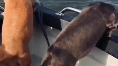 Funny Animals
