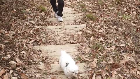 Maltese on the Climb in the fall