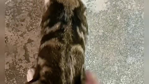 Don't pet random cats you see on the street