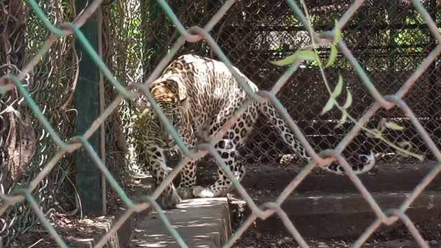 Leopard animals attractive zone