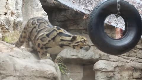 See The Beautiful Mountain Lion Snatching Food in a Zoo