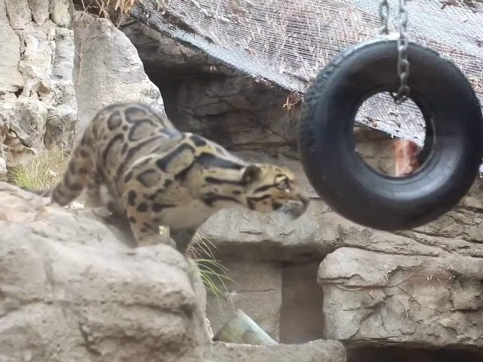 See The Beautiful Mountain Lion Snatching Food in a Zoo