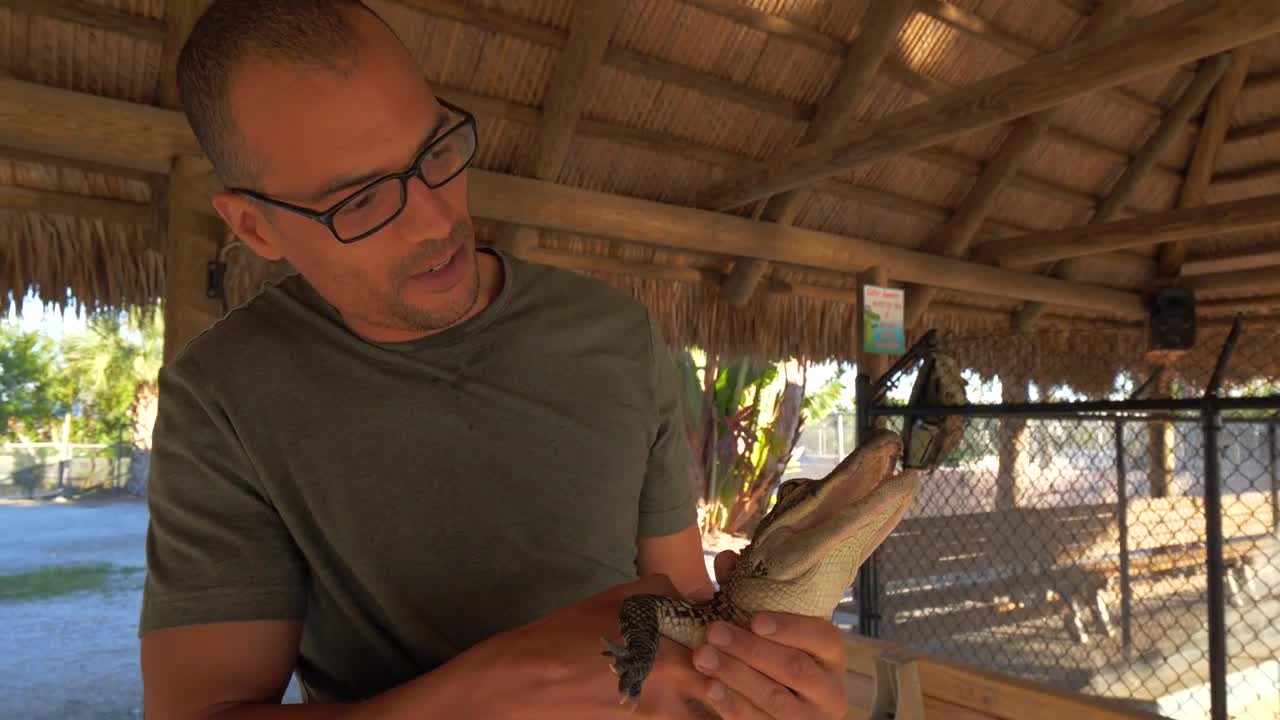 Man Holding Cute Baby Alligator