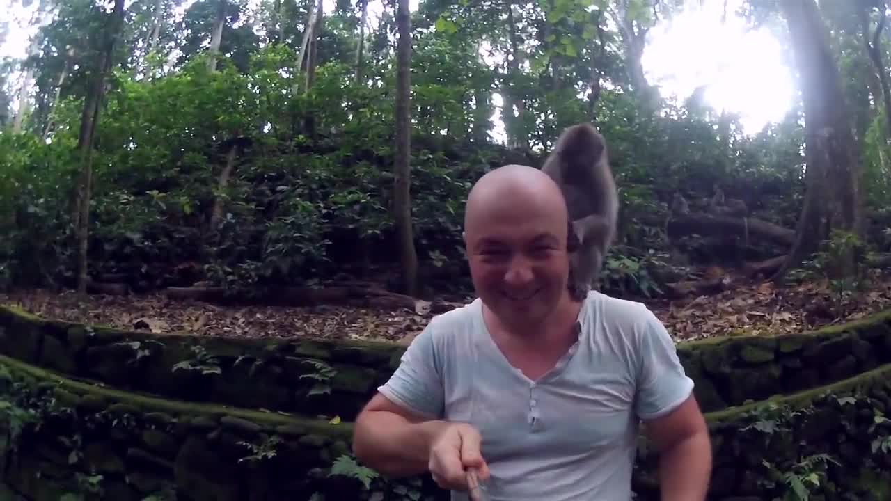 Monkeys attack