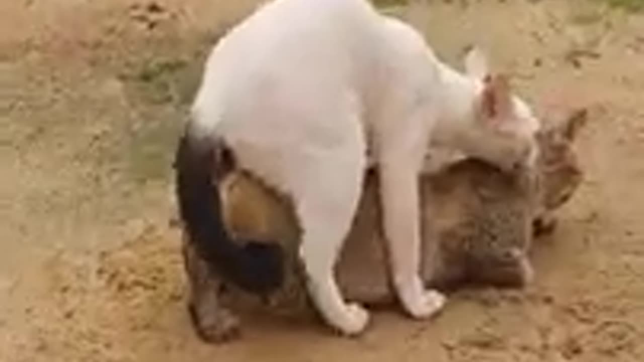 cat mating