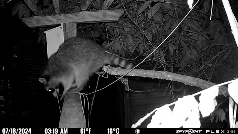 Raccoon Unties Rope and Moves It Out of the Way