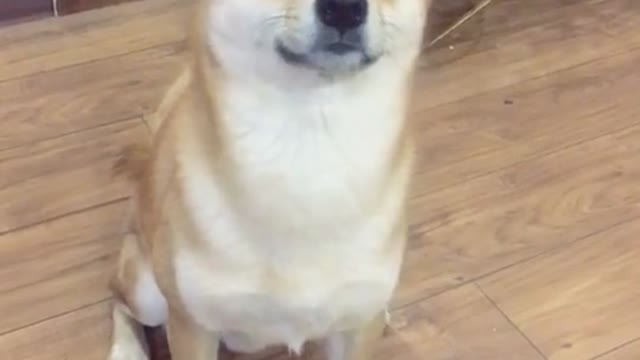 A dog dances to music on its hind legs