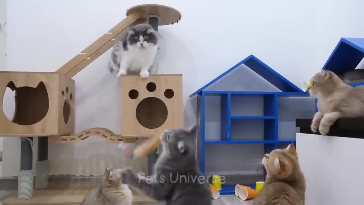 Funny scene of cats and dogs