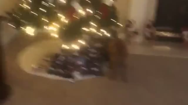 Poodle dog puppy caught red handed trying to open Christmas presents before Christmas