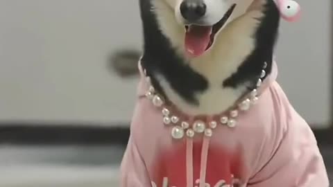 Fashion Showpet Funnyvideos Dog