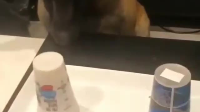 DOG LOST THE GAME AND GOT A SAD SMILE