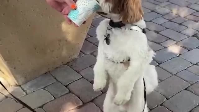 Super cute and funny dog