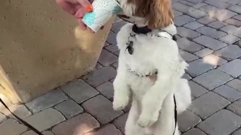 Super cute and funny dog