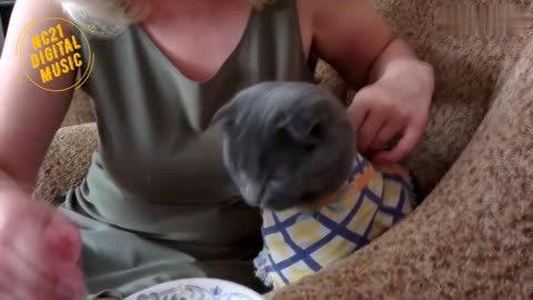 Vídeos Engraçados de Cães, Gatos e outros animais - Gato comendo mingau de Colher