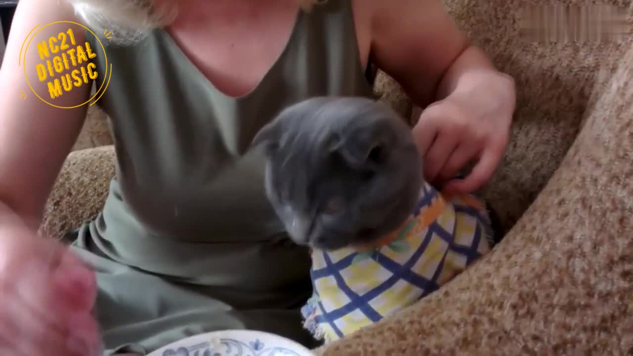 Vídeos Engraçados de Cães, Gatos e outros animais - Gato comendo mingau de Colher