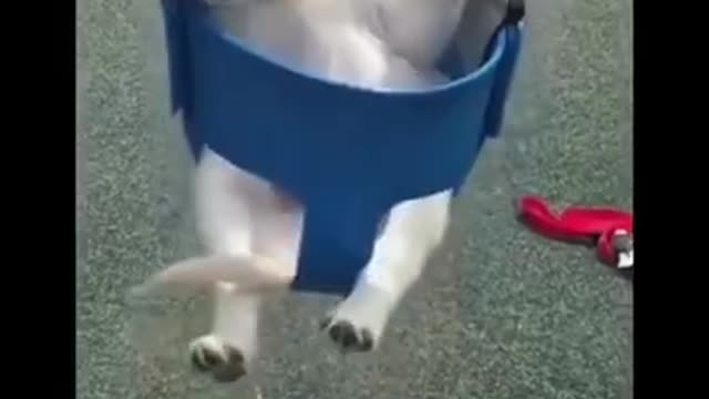 Baby Dogs & Cats Cute Funny Videos🤣 🐶COMPILATION #10😺 Check DESCRIPTION- Something SPECIAL🔥 #shorts