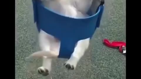 Baby Dogs & Cats Cute Funny Videos🤣 🐶COMPILATION #10😺 Check DESCRIPTION- Something SPECIAL🔥 #shorts