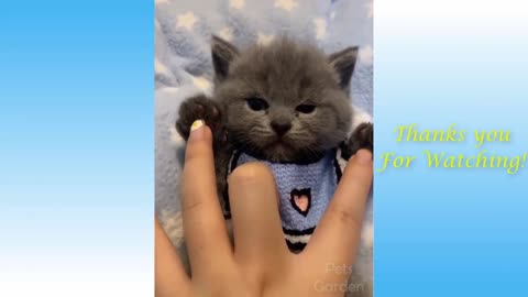 More Funny and Cute CATS!!! I LOVE CATS | FUNNY CAT VIDEOS