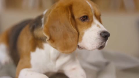 selective focus shot of cute beagle dog lying on bed at home an eating treat