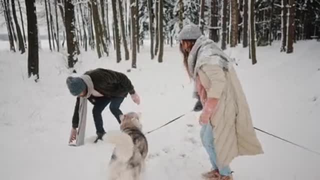 Great Dane puppy zoomies in the fresh snowfall