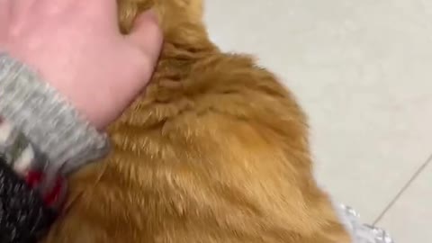 Let you enjoy the ultimate happiness of stroking the cat