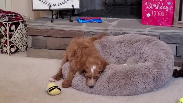 Labradoodle puppy