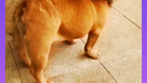 Fanny dog video