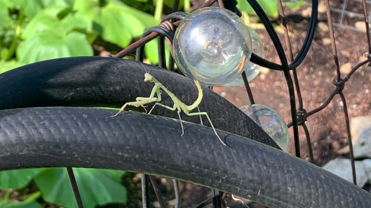 Backyard wildlife