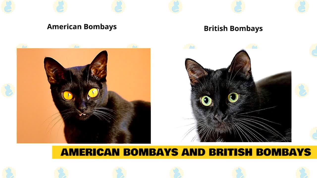Bombay Cat 101 : All You Need To Know