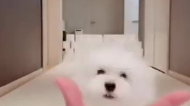 Cute dog video #viral #Viral