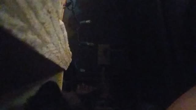 Cute kitten plays for 2 min